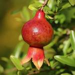 pomegranate pomegranate blossom pomegranate tree pomegranate shrub red flora plant nature bush